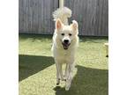 Adopt Ted a White Great Pyrenees / Mixed dog in Houston, TX (38438040)