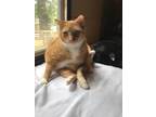 Adopt Punkin cl a Orange or Red Tabby Domestic Shorthair (short coat) cat in