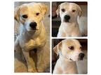 Adopt Ivory a White Mixed Breed (Large) / Mixed dog in Fort Worth, TX (38438680)