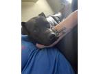 Adopt FRED a Black Labrador Retriever / Great Dane / Mixed dog in Fishkill
