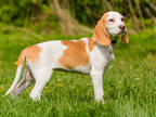 Adopt Tara a White Treeing Walker Coonhound / Mixed dog in Ile-Perrot