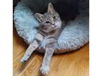Adopt Wally a Gray or Blue Domestic Shorthair / Domestic Shorthair / Mixed cat