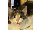Adopt Sia a Gray or Blue Domestic Shorthair / Domestic Shorthair / Mixed cat in