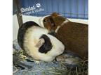 Adopt Sausage a Brown or Chocolate Guinea Pig / Mixed small animal in Mentor