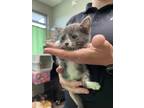 Adopt Azurite a Gray or Blue Domestic Shorthair / Domestic Shorthair / Mixed cat