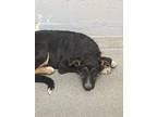 Adopt 52953256 a Black German Shepherd Dog / Mixed dog in Los Lunas
