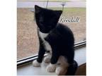 Adopt Kendall a Black & White or Tuxedo Domestic Shorthair (short coat) cat in