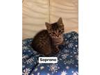 Adopt Soprano a All Black Domestic Shorthair / Domestic Shorthair / Mixed cat in