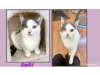 Adopt Suki a Gray or Blue Domestic Shorthair (short coat) cat in San Luis