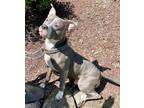 Adopt BUDDY a Gray/Silver/Salt & Pepper - with White Pit Bull Terrier / Mixed