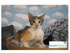 Adopt Bashful a White Domestic Shorthair / Domestic Shorthair / Mixed cat in