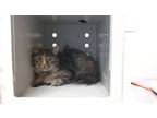 Adopt Zest a Brown or Chocolate Domestic Mediumhair / Domestic Shorthair / Mixed