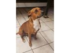 Adopt Bean a Brown/Chocolate - with White Mixed Breed (Medium) / Mixed dog in