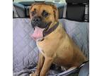 Adopt Diego a Tan/Yellow/Fawn Boxer / Mixed dog in Davis, CA (38440829)