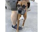 Adopt Gracie a Tan/Yellow/Fawn Boxer / Mixed dog in Davis, CA (38441021)