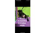 Adopt raul a Black Pug / Mixed Breed (Medium) dog in Encinitas, CA (38435653)