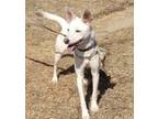 Adopt Tim a White Husky / Shepherd (Unknown Type) dog in Encinitas