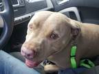 Adopt Chucko a Tan/Yellow/Fawn Dogo Argentino / Mixed dog in Van Nuys