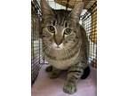 Adopt Mush a Domestic Mediumhair / Mixed cat in Spokane Valley, WA (38448177)