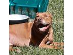 Adopt Ranger a Tan/Yellow/Fawn American Pit Bull Terrier / Mixed dog in Dallas