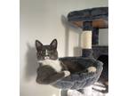 Adopt Athena a Domestic Shorthair cat in Tracy, CA (38448870)