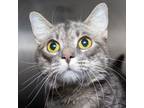 Adopt Wolf a Gray or Blue Domestic Shorthair / Mixed cat in Evansville