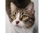 Adopt Phoenix a Gray or Blue Domestic Shorthair / Mixed cat in Carroll