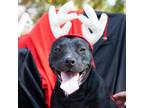 Adopt Reba a Black American Staffordshire Terrier / Mixed dog in QUINCY