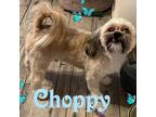 Adopt Choppy a White - with Tan, Yellow or Fawn Shih Tzu / Lhasa Apso / Mixed