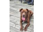 Adopt Teddy a Labrador Retriever dog in Garner, NC (38450433)