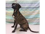 Adopt Ivan a Plott Hound dog in Palatine, IL (38447798)