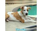Adopt Sebastian a Tan/Yellow/Fawn - with White Mixed Breed (Medium) / Mixed dog