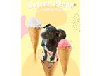 Adopt Butter Pecan a Brown/Chocolate - with White Weimaraner / Labrador