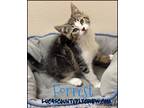 Adopt Forrest a Tiger Striped American Shorthair (short coat) cat in Toledo