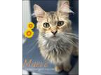 Adopt Maeve a Brown Tabby Domestic Longhair (long coat) cat in Toledo