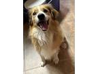 Adopt Ron a Red/Golden/Orange/Chestnut - with White Australian Shepherd / Mixed