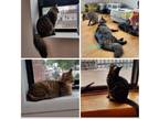 Adopt Millie Abigail and Jasper a Gray, Blue or Silver Tabby Domestic Shorthair