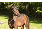 Adopt Cota a Bay Standardbred horse in Sharon Center, OH (38452444)
