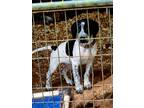 Adopt Pointer male and female a Brindle - with White Pointer / Labrador