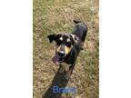 Adopt Brady a Black - with Tan, Yellow or Fawn Hound (Unknown Type) / Mixed dog