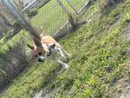 Adopt Bridgett a Tan/Yellow/Fawn - with White Beagle / Mixed Breed (Medium) /