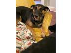 Adopt Lily a Black - with Tan, Yellow or Fawn Shepherd (Unknown Type) / Mixed
