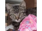 Adopt Colibri a Gray or Blue Domestic Mediumhair / Mixed cat in Vieques