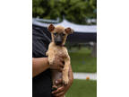 Adopt Cherry a Tan/Yellow/Fawn Mixed Breed (Large) / Mixed dog in Hamilton