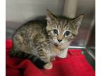 Adopt Cheese Whiz a Brown Tabby Domestic Shorthair (short coat) cat in Geneseo