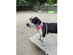 Adopt Delta a White - with Black Bluetick Coonhound / Mixed dog in Julian