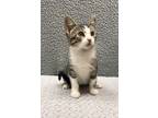 Adopt Tina a Gray, Blue or Silver Tabby Domestic Shorthair (short coat) cat in
