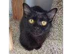 Adopt Mipha a All Black Domestic Shorthair / Mixed cat in Toledo, OH (38425046)