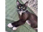 Adopt Riju a All Black Domestic Shorthair / Mixed cat in Toledo, OH (38425047)