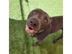 Adopt Quico a Gray/Silver/Salt & Pepper - with Black Pit Bull Terrier / Mixed
